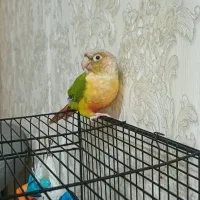 طوطی گرینچیک