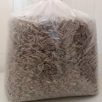 تخمه تازه ی تازه باطعم پیازجعفری فقط ۱۰ کیلو