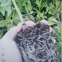 نهال گوجه فرنگی