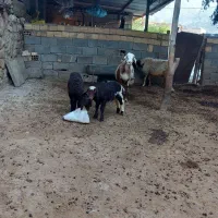 گوسفند