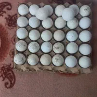تخم بوقلمون نطفه دار