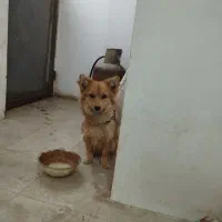 سلام یه سگ پاکوتاه نژاداشپیزروباهی