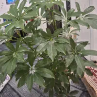 گل مرجان. شفلرا. بابا ادم