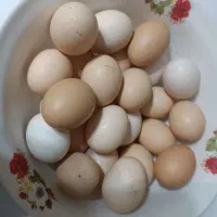تخم مرغ محلی موجوده