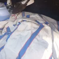 کبوتر سینه باز