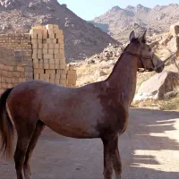 کره نریان عرب کورسی