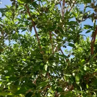 فروش-باغ-طرح-طوبی