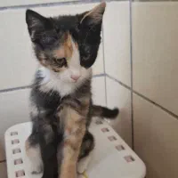 گربه ۴ماهه بازیگوش