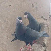 جفت کبوتر زاغ با جوجه