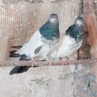 کله دم سبز