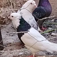 معاوضه با سهره نر بخون