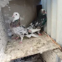 عتیقه