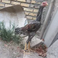 جوجه خروس اوشامو اصیل
