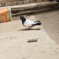 کله دم سیاه نر