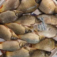 انواع بچه ماهی سفید و ماهی های پرورشی