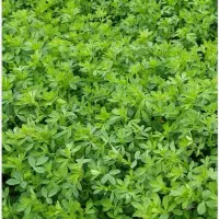 یونجه