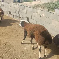 ۲ رس بره قوچی مال درجه یک قزل افشار خشکل