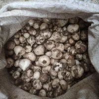 موسیر کوهی ازکوههای کلات