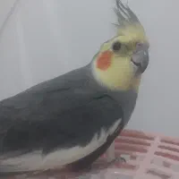 یک عدد عروس هلندی نر بالغ سخنگو