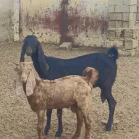 بز مطفل درجه یک