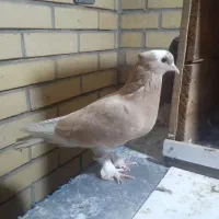 ده تا کبوتر،نر،ماده،جوجه