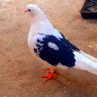 کبوتر نژاد دار