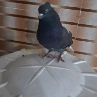 کبوتراشعل