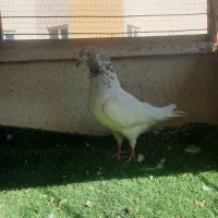 کفتر کله دار ماده عطیقه