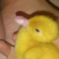 فروش اردک جوان