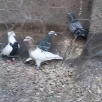 کبوتر