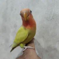 کوتوله برزیلی وعروس دستی