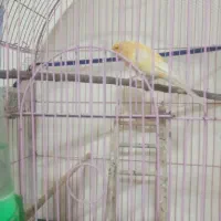قناری نروماده