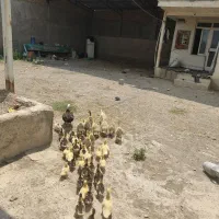 جوجه غوغاز گوشتی 10روزه