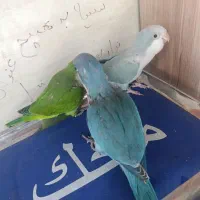 طوطی راهب ملنگو خورشیدی گرینچیک
