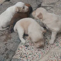پاکوتاه توله اشتیپز