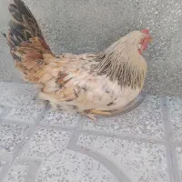 نیمچه