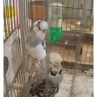 جفت نر ماده مرغ عشق انگلیسی تخم جوجه ای