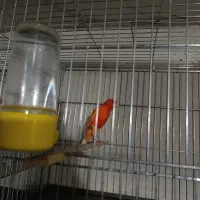 قناری نرو ماده تعداد انواع رنگ ها