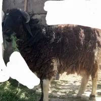 فروشی