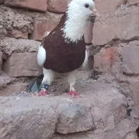 جفت کفتر