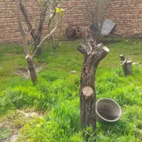مقداری طلا شکسته