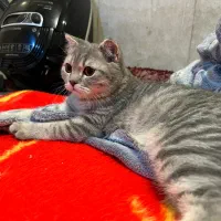 دو‌ عدد گربه برتیش اسکاتیچ