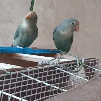 ی جفت کوتوله