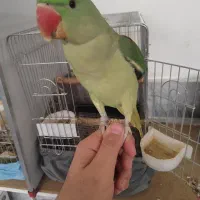 شاه طوطی الکساندر بیگ