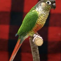 گرینچیک ماده