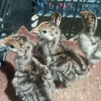 جوجه بوقلمون