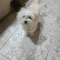 سگ پاپی