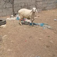 بره نر افشار