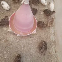 بلدرچین