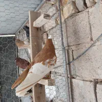 پرنده|پرنده|شیراز, داریون|دیوار